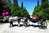 black horse and carriage in front of the shrine of remembrance