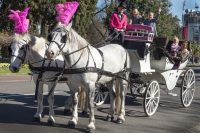 pink Horse Drawn carriage with little girls