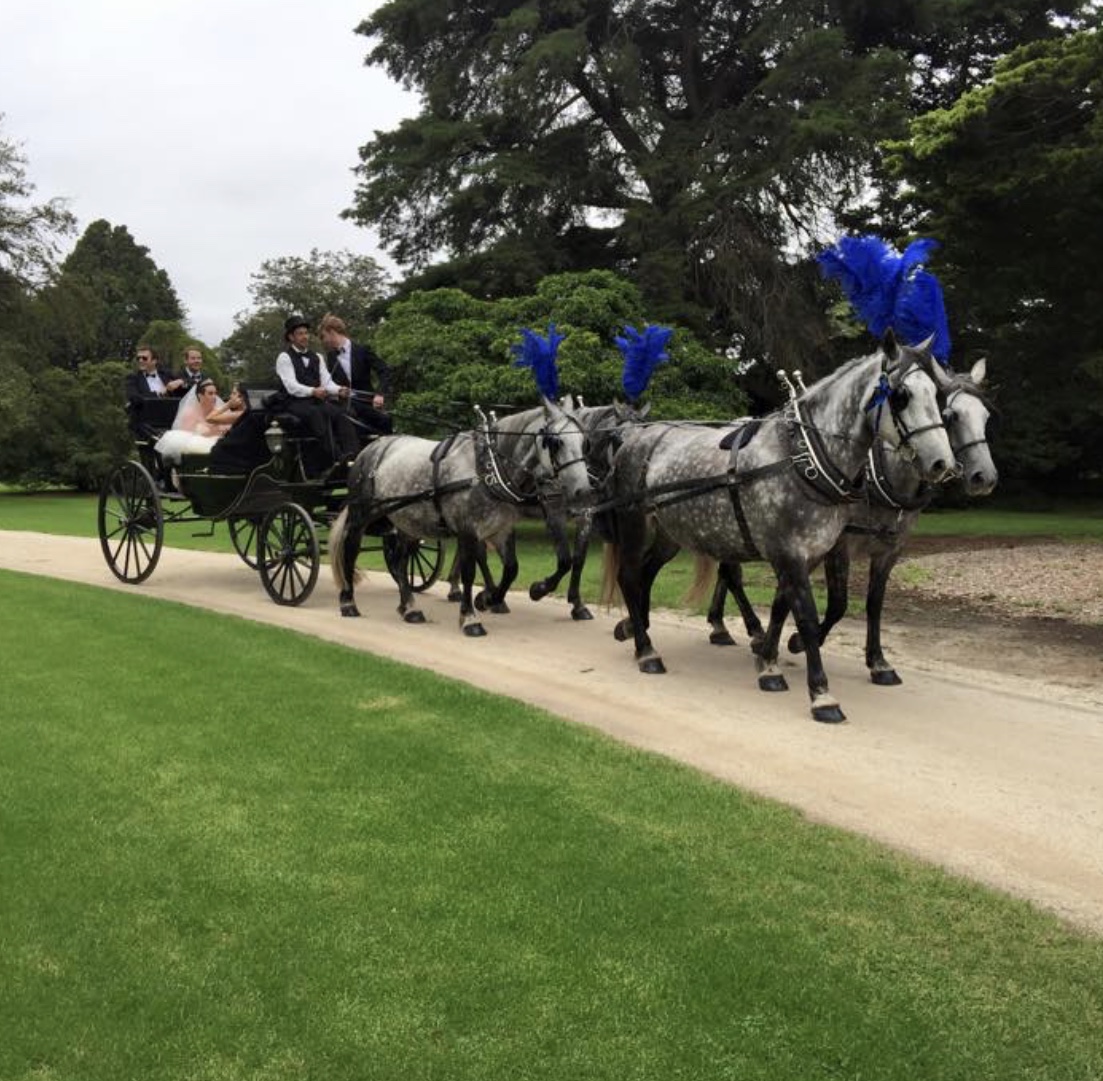 horse and carriage wedding dapple grey horses