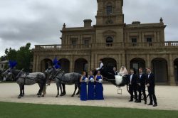 wedding with black carriage and four grey horses