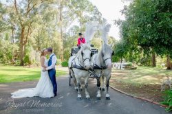 wedding carriage with white horses
