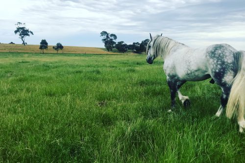 grey horse in big green paddock