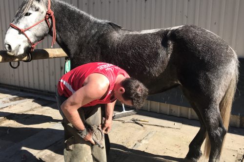 our farrier putting a shoe on a grey horse
