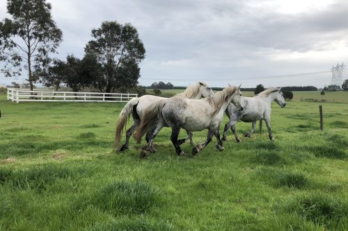 three grey horses running in green paddock