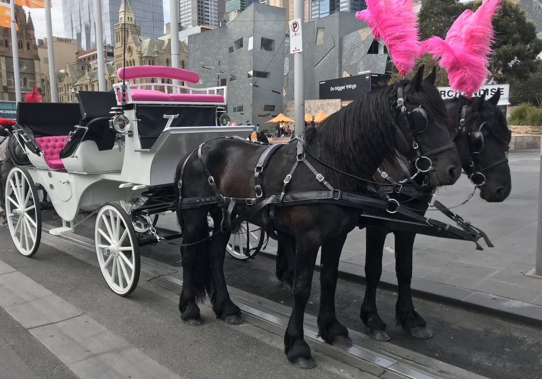 white horse carriage with pink seats